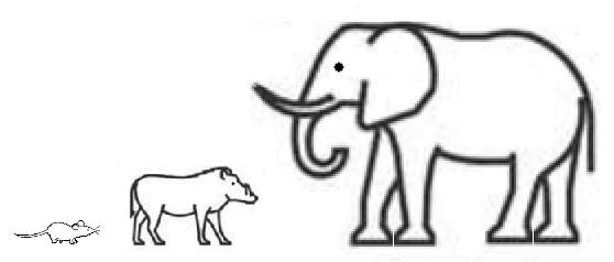 Ratón Jabali Elefante